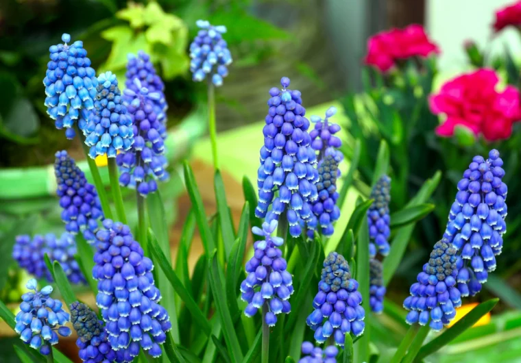 traubenhyazinten giftig blumen mit blauen bluescheln