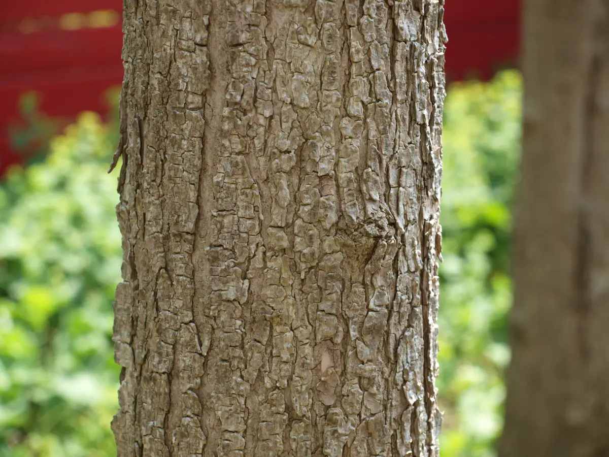 trompetenbaum catalpa bignonioides nana