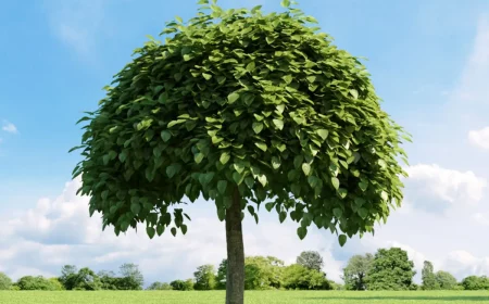 trompetenbaum anbau und pflege