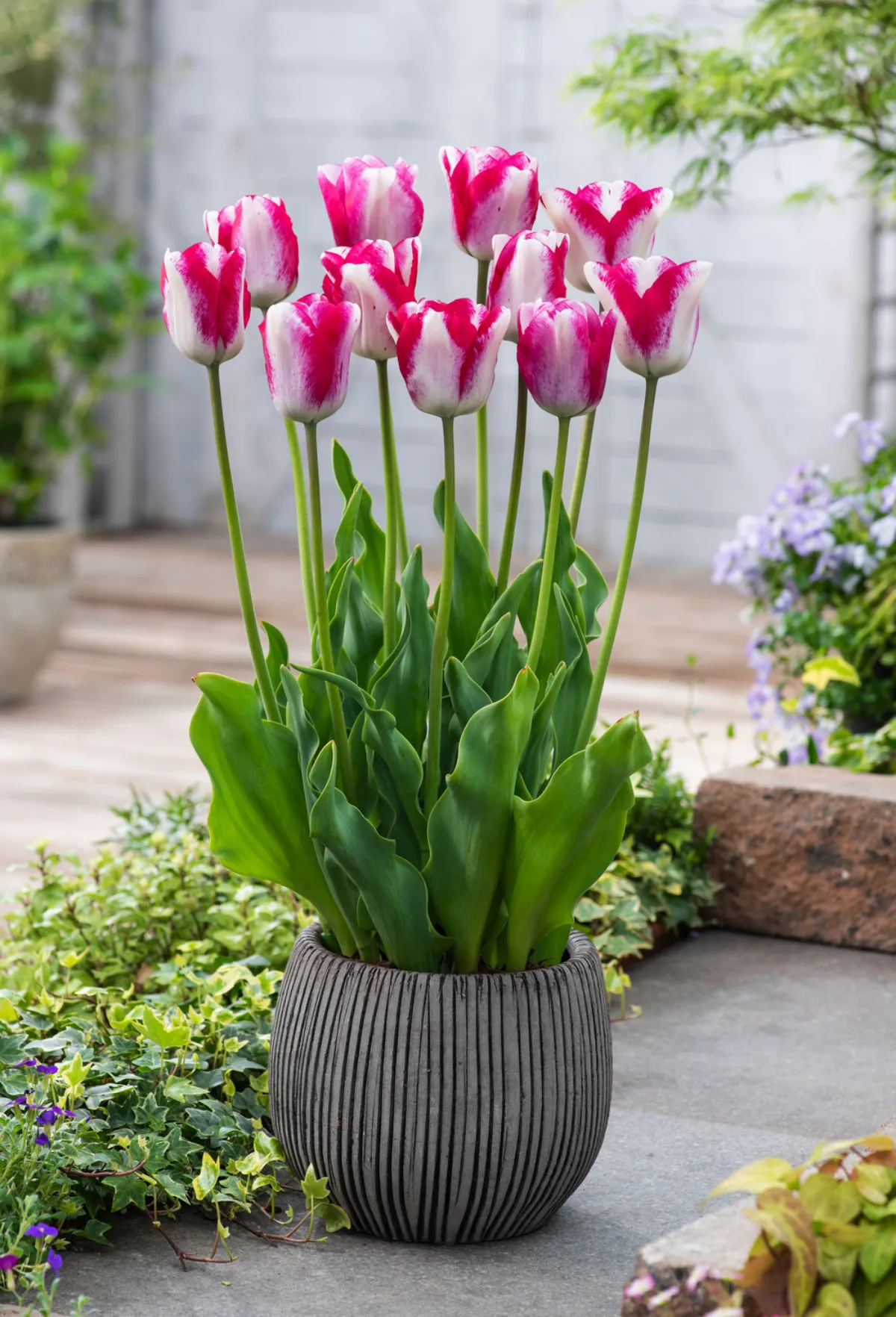 tulpen im topf zweifarbig weiß und violett