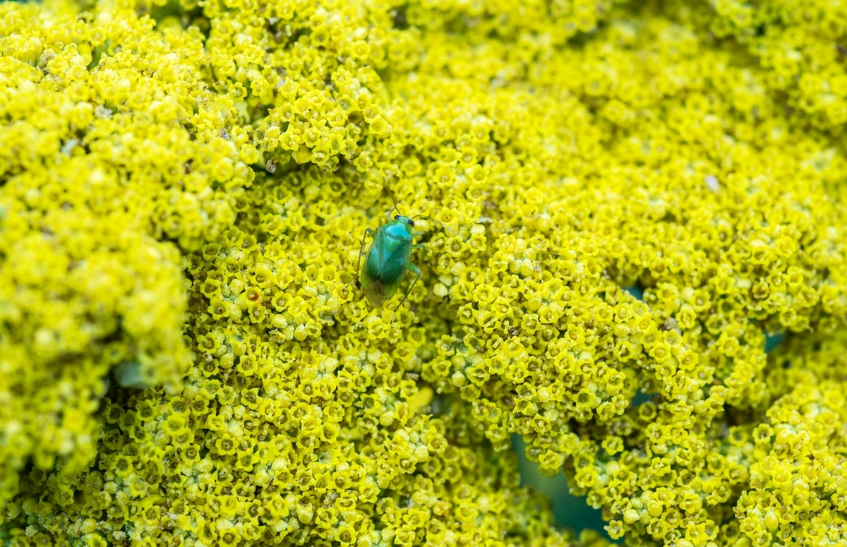 viele kleine gelbe blueten rosenkaefer garten schwedling