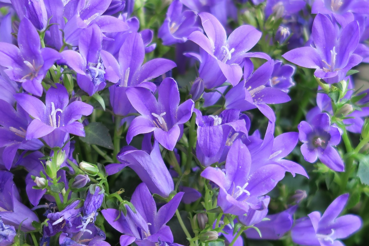 viele kleine lila glocken bluehten sommerbluehten