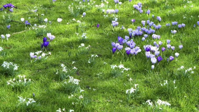 violette krokusse im rasen