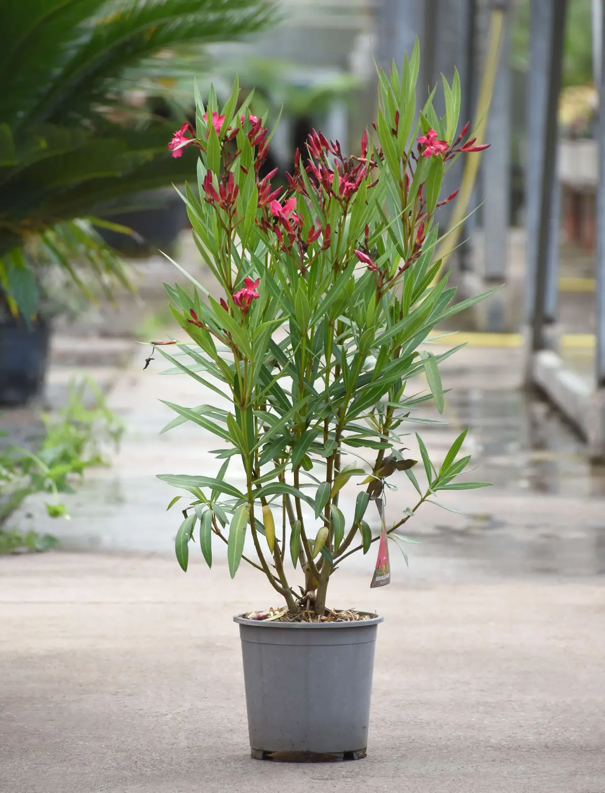 wann oleander rausstellen welche temperatur haelt ein oleander im winter aus grosser oleander im topf