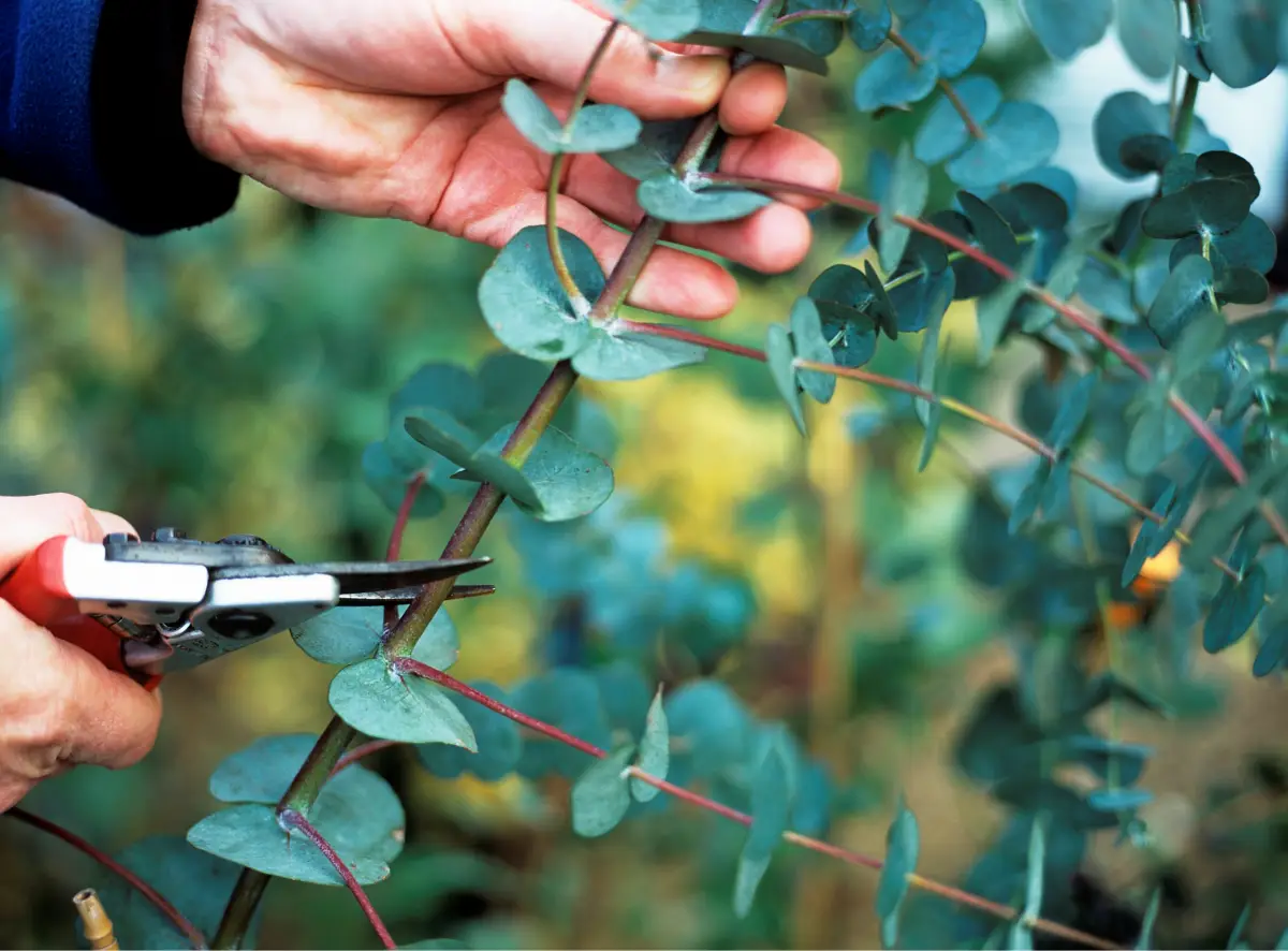warum verliert der eukalyptus im winter seine blaetter eukalyptus schneiden