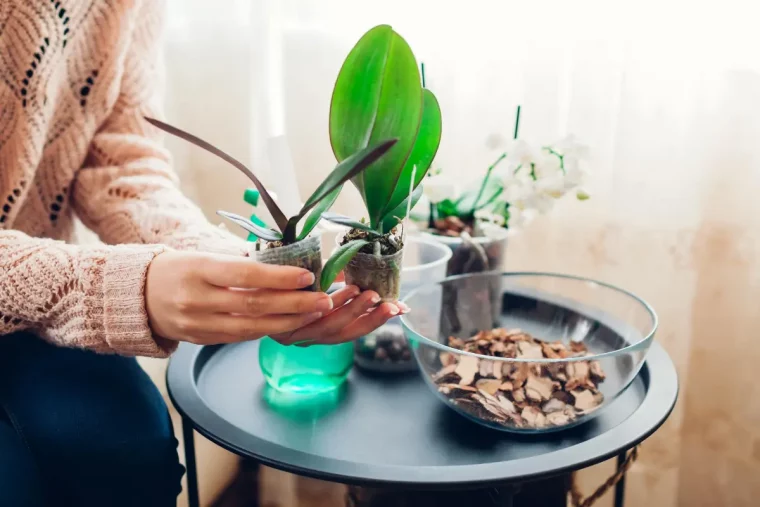 was sollten sie wissen orchideen kindel vermehrung