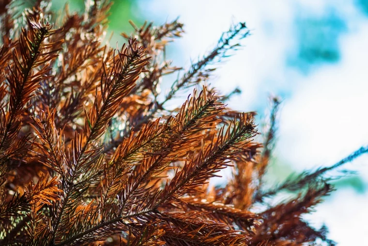 weihnachtsbaum stirbt ab tanne tannenbaum braune nadeln