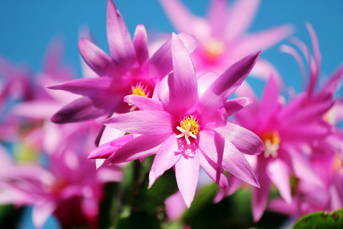 weihnachtskaktus umtopfen kaktus mit huebschen rosa blueten an der sonne
