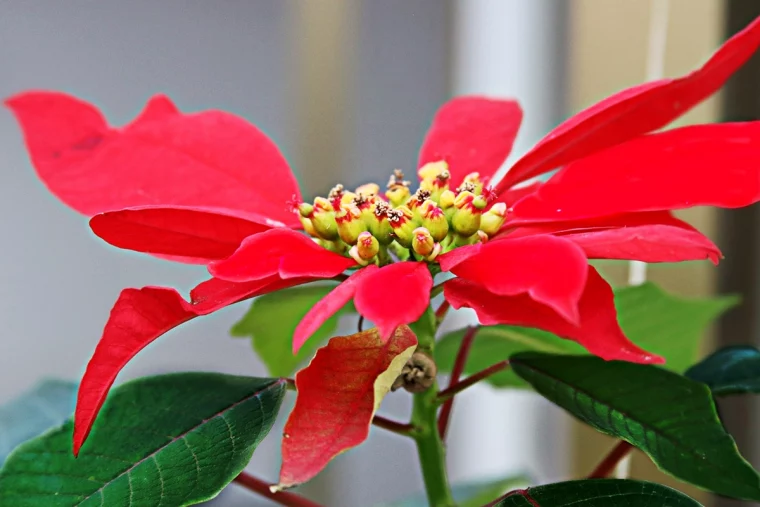 weihnachtsstern erneut zum bluehen bringen