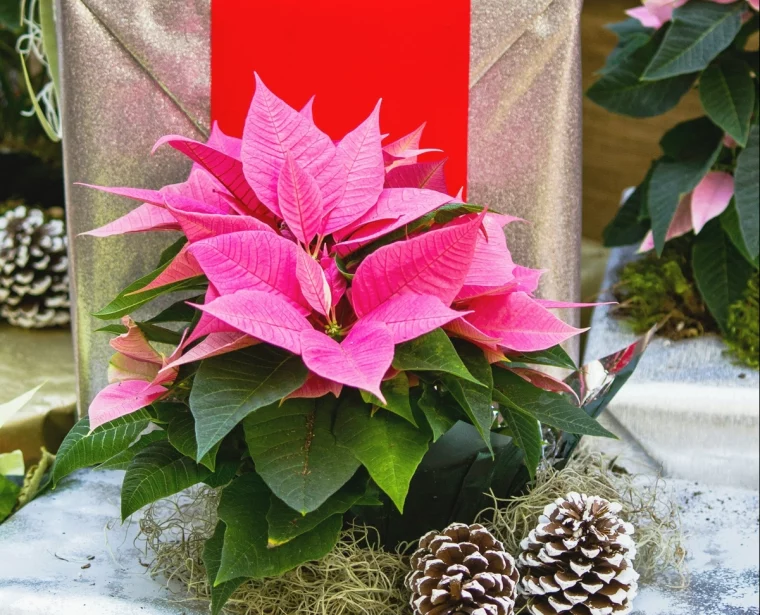 weihnachtsstern pflanze pflegen in der wohnung weihnachtsdeko tisch