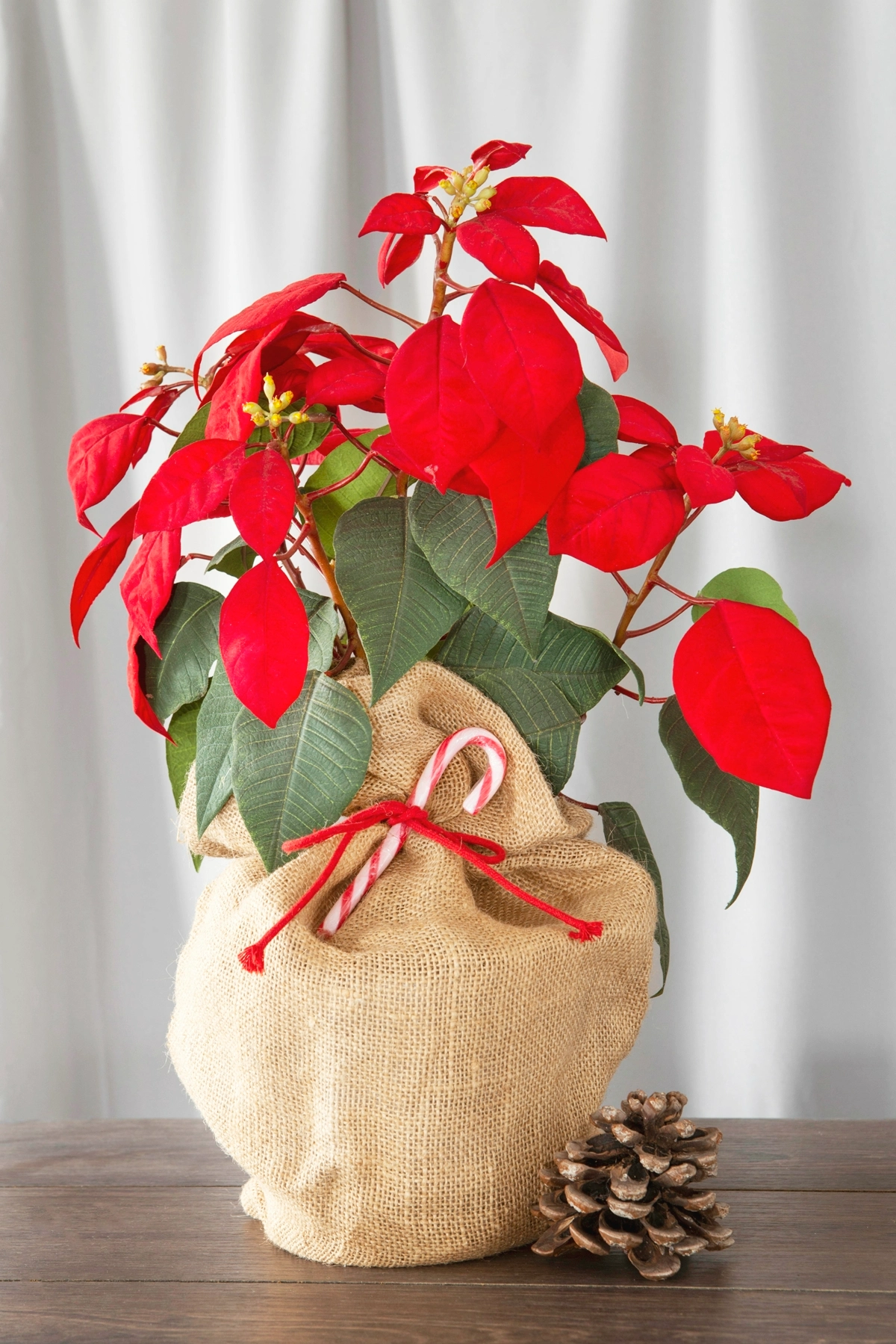 weihnachtsstern pflege weihnachtspflanze im topf mit roten blueten