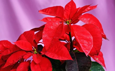 weihnachtsstern pflege zimmerpflanze mit roten bluetenblaettern