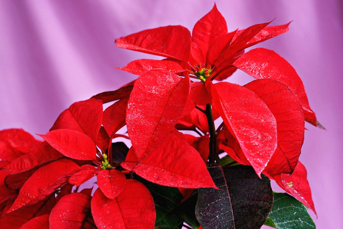 weihnachtsstern pflege zimmerpflanze mit roten bluetenblaettern