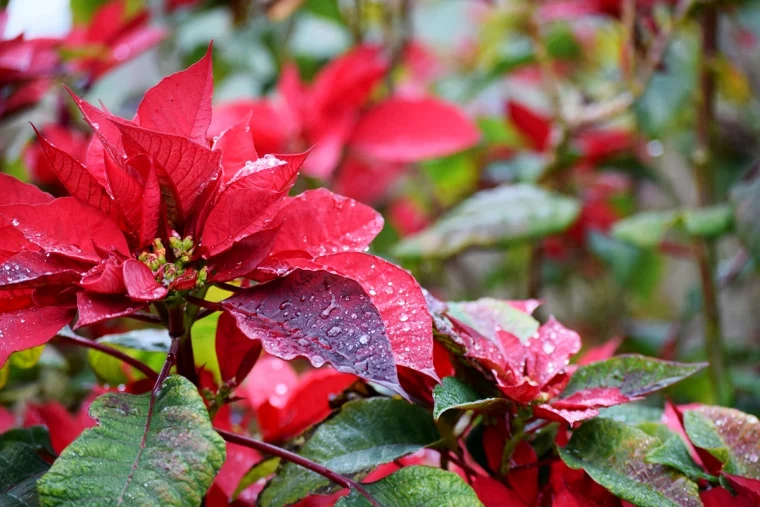 weihnachtsstern zum bluehen anregen pflanze mit grossen roten blueten