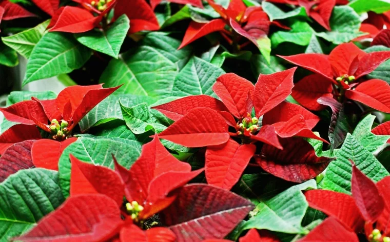 weihnachtssterne grosse rote blueten pflanze winterpflanze