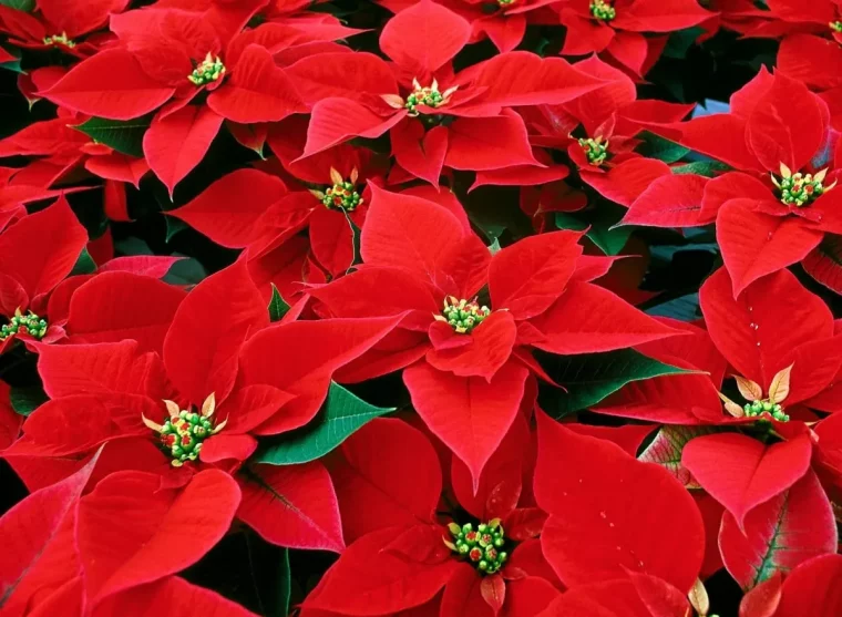 weihnachtssterne vermehren unter häuslichen bedingungen durch stecklinge