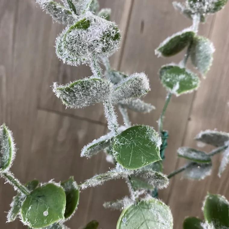 welcher eukalyptus ist winterhart kann eukalyptus erfrieren zweig eukalyptus mit frost