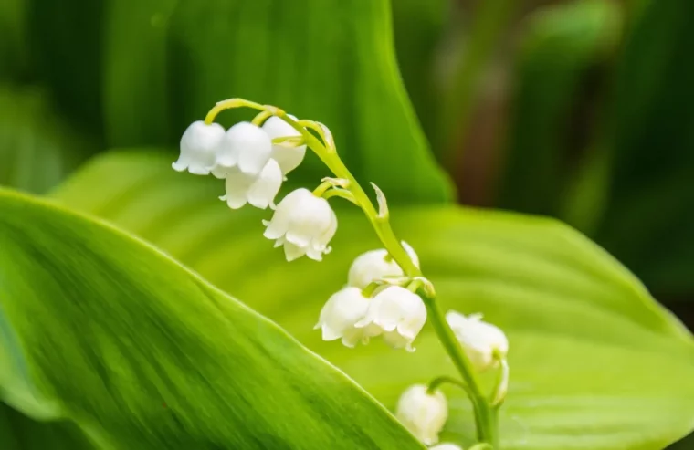 wie lange halten maiglöckchen kleine stauden weißen blüten