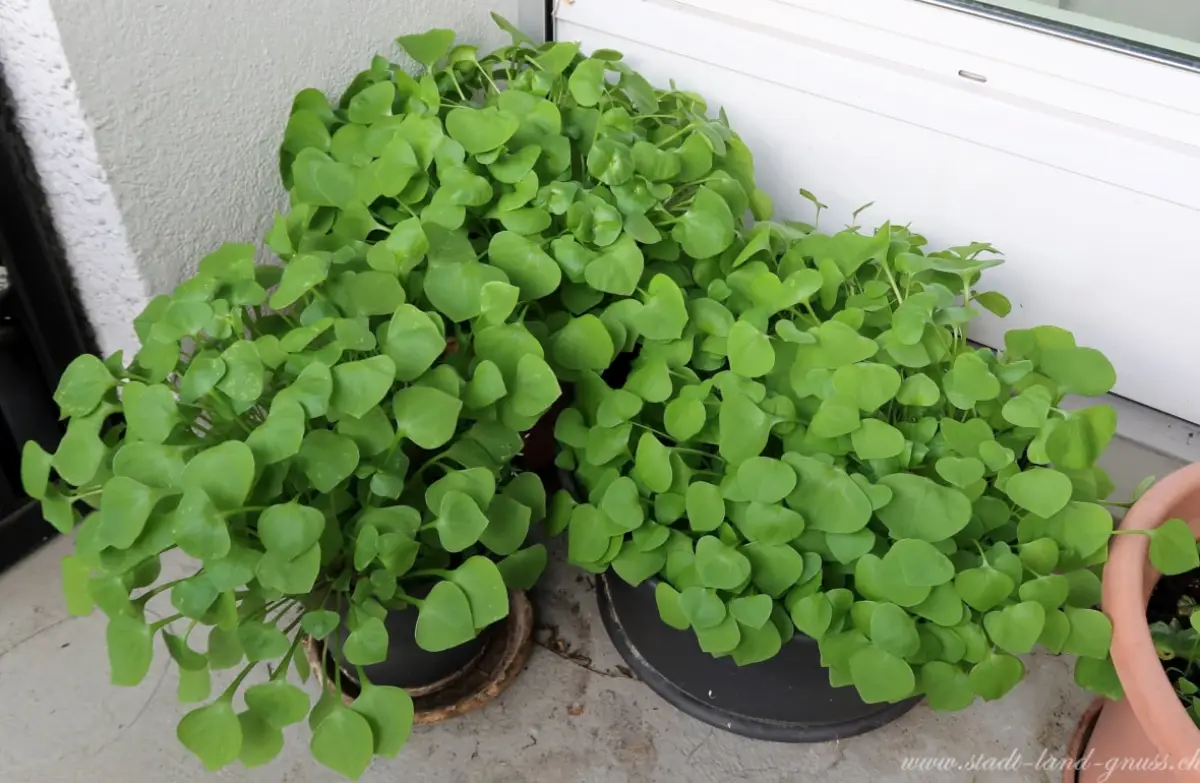 wie schuetze ich portulak vor dem austrocknen winterportulak balkon