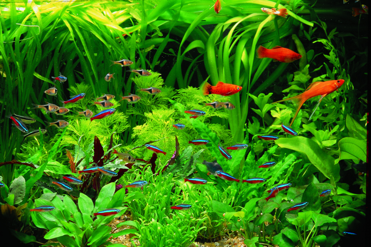 wie sollte man wasserpest einpflanzen in aquarium