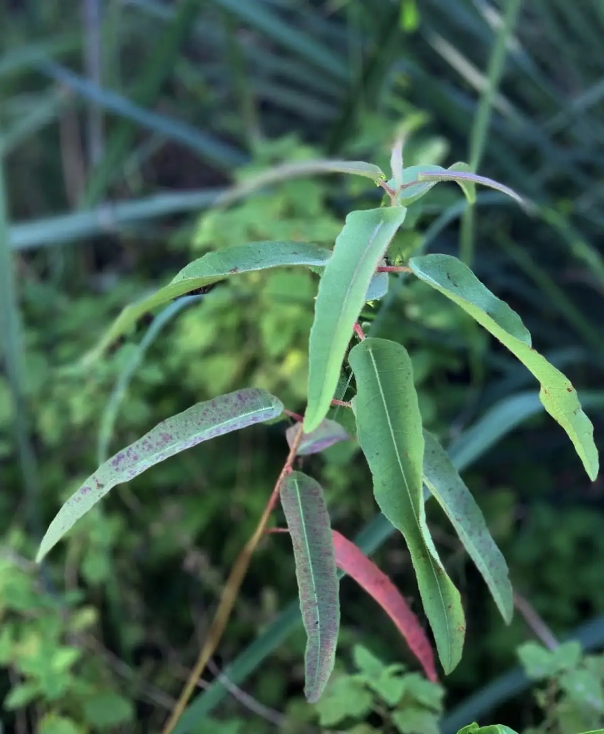 winterharter eukalyptus welche eukalyptus ist winterhart zitronen eukalyptus nicht winterhart