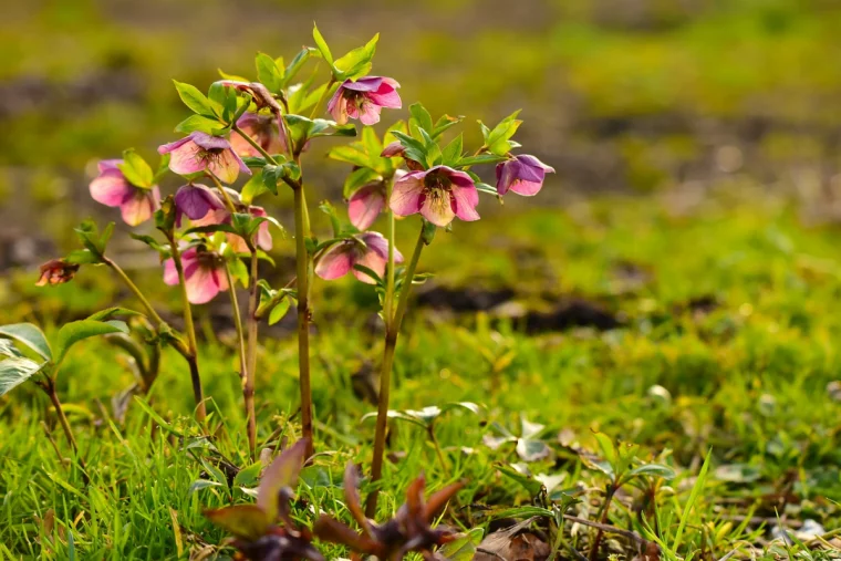 wunterfeste gartenpflanzen blume helleborus niger