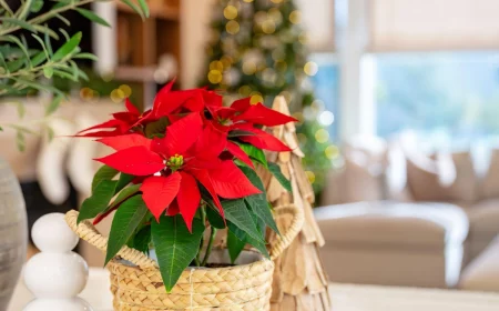 dekorativer weihnachtsstern in einem blumentopf