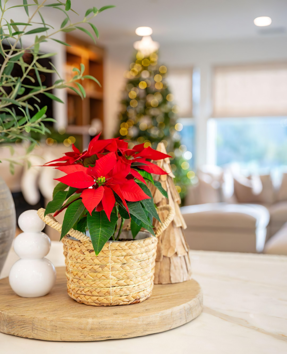 dekorativer weihnachtsstern in einem blumentopf
