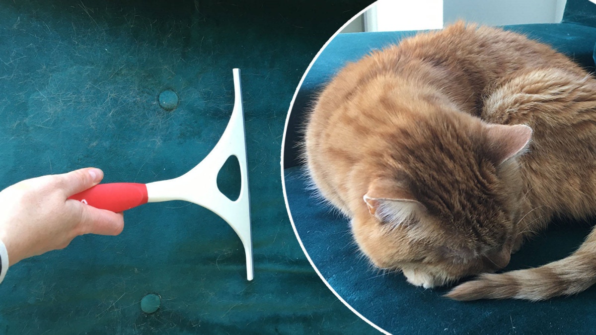 entfernen von katzenhaaren auf dem sofa mit einem squeegee