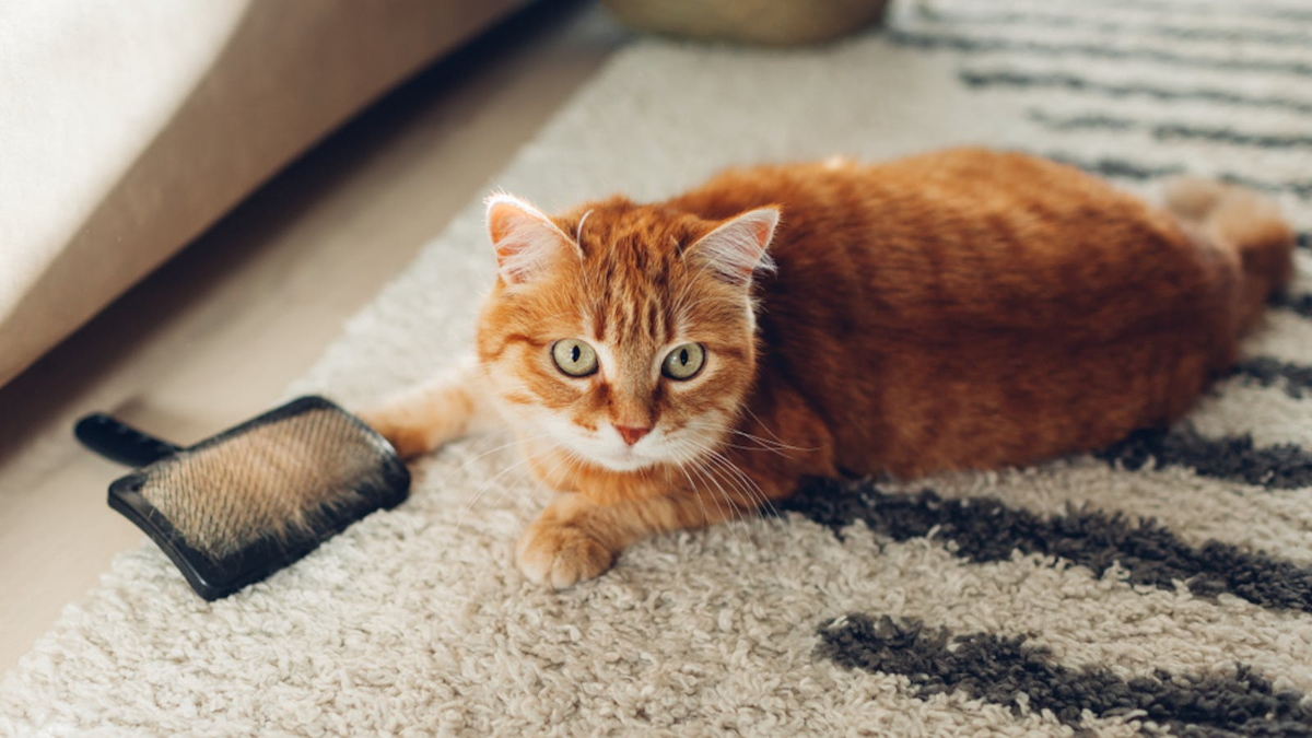 gepflegte katze liegt auf teppich