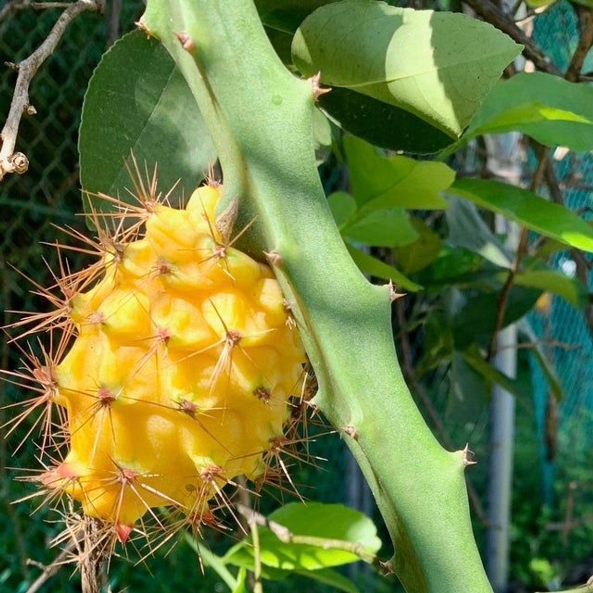 kaktuspflanze mit gelben früchten