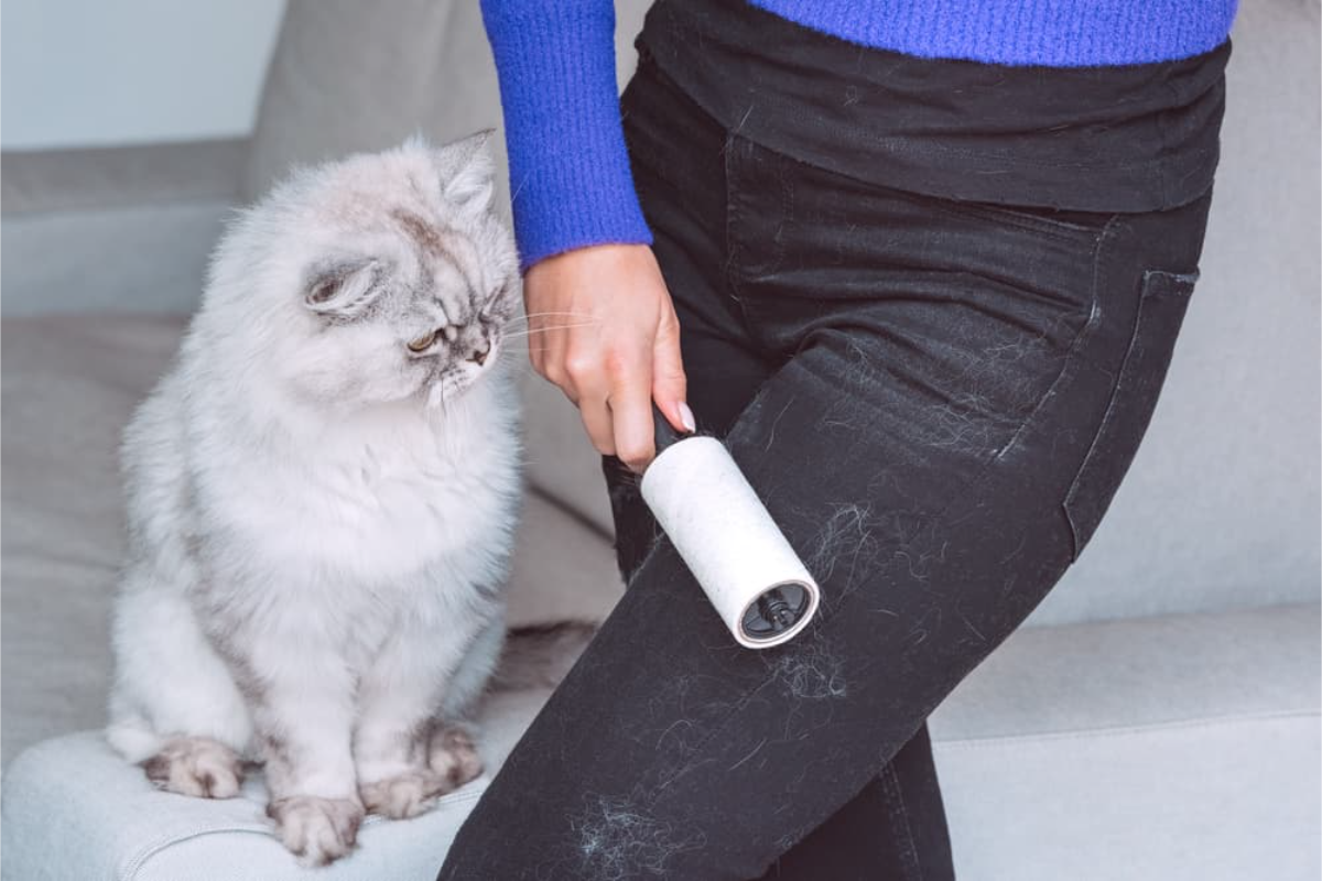 katze beobachtet frau beim entfernen von katzenhaaren aus ihrer jeans mit tint roler