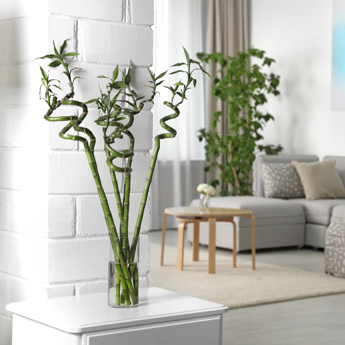 pflanzen im weißen wohnzimmer mit viel licht