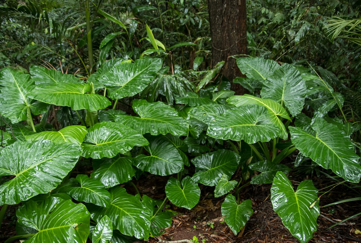 alocasia pflanze im schatten grosse blaetter jungle