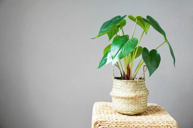 alocasia wentii kleine gruene pflanze im topf