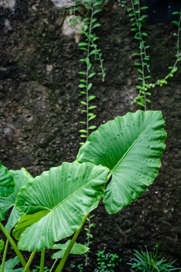 alocasia wentii pflanze im garten elephantenpflanze blaetter