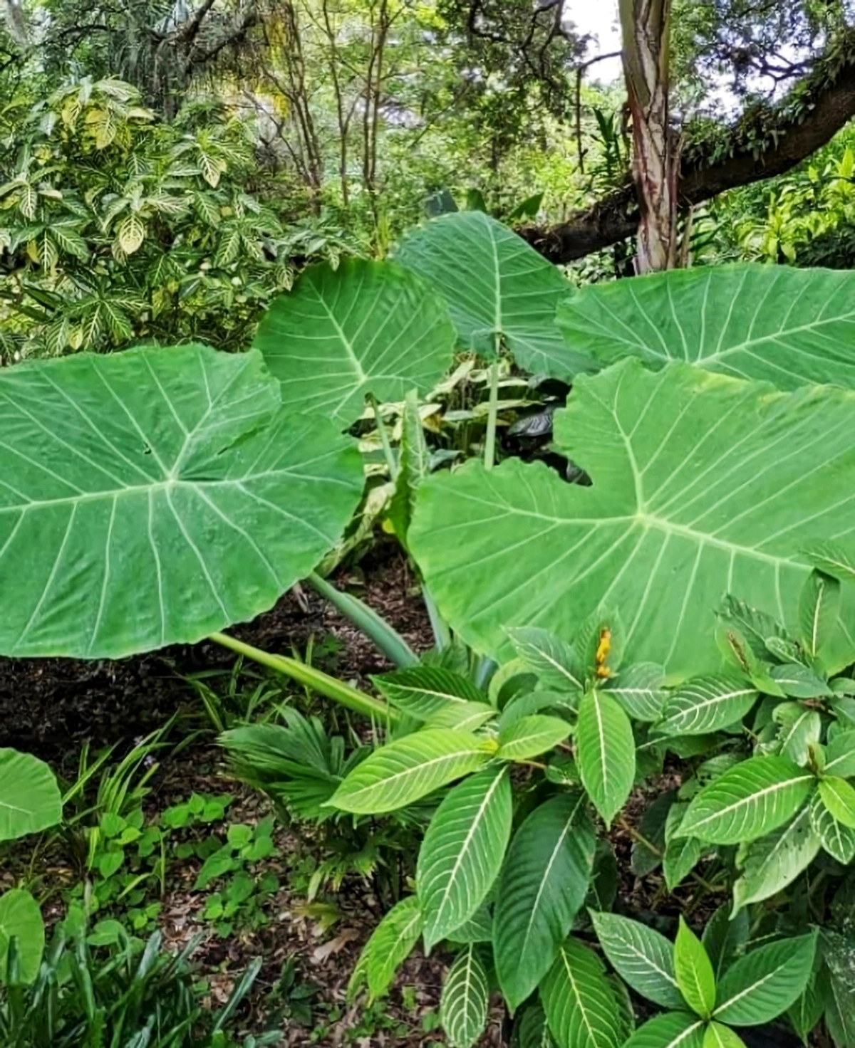 alocasia wentii pflegе pflanze mit grossen blaettern instagram leugardens