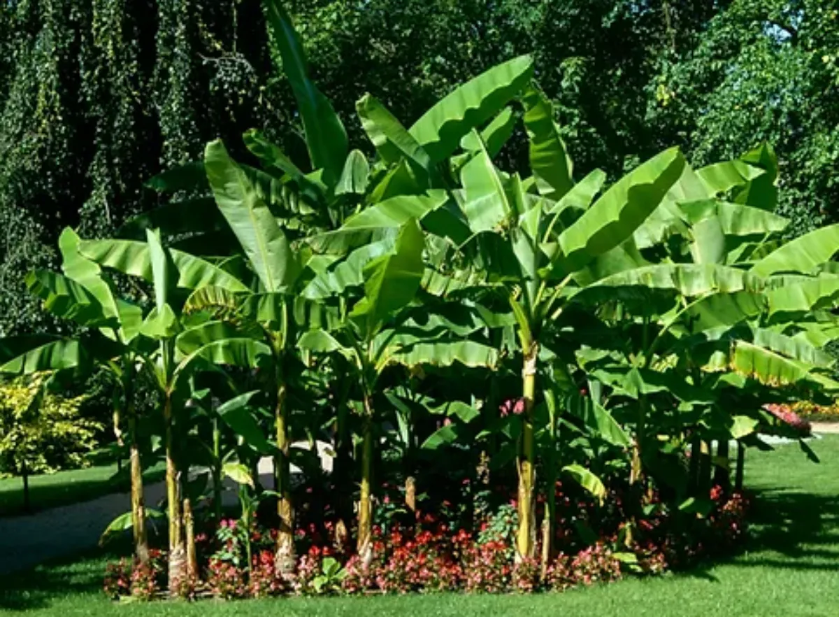 bananenpflanzen überwintern draußen oder im haus