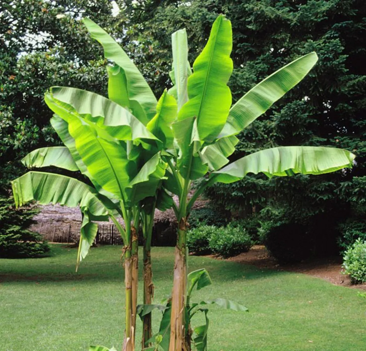 bananenpflanzen überwintern draußen oder ins haus holen