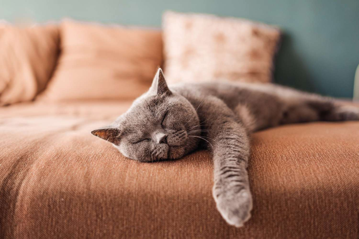 graue katze schlafend auf couch