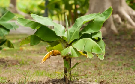 kann man bananenbaum draußen überwintern