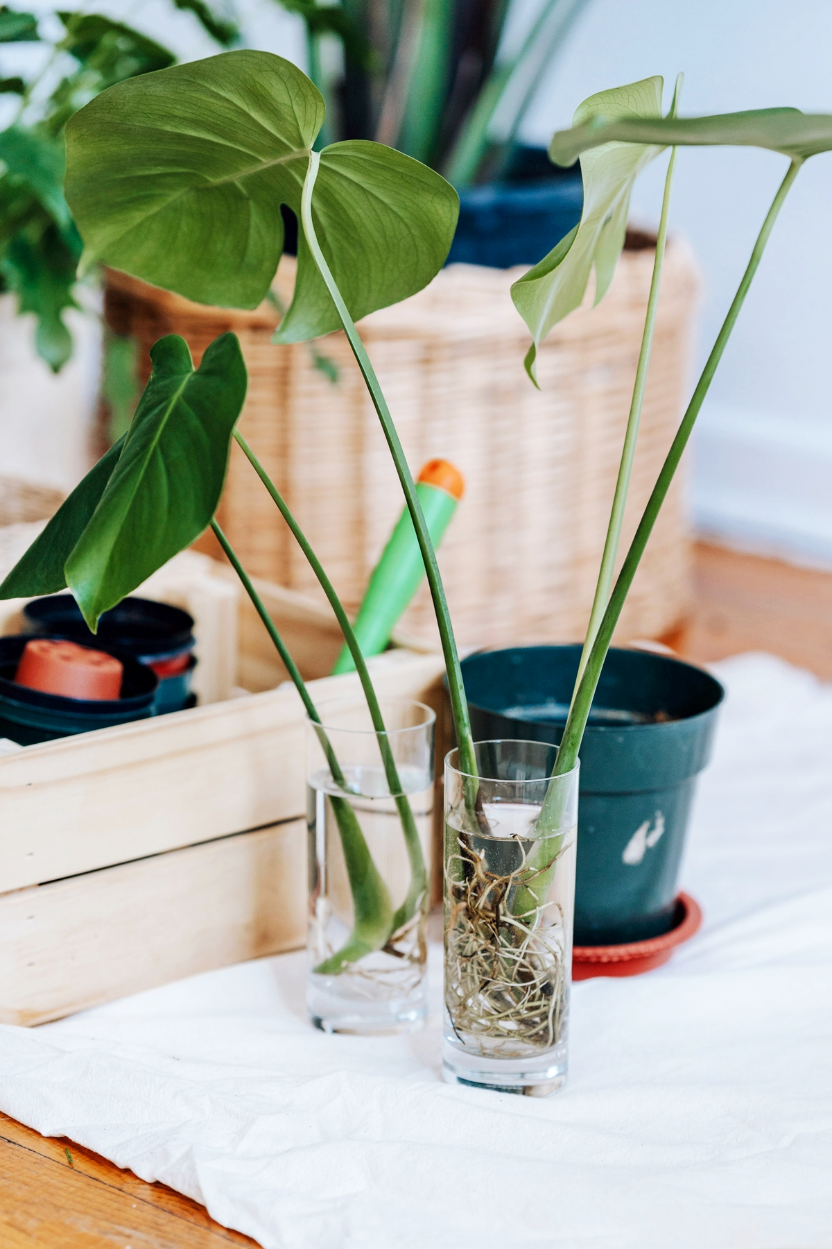 pflanzen vermehrung durch stechlinge alocasia