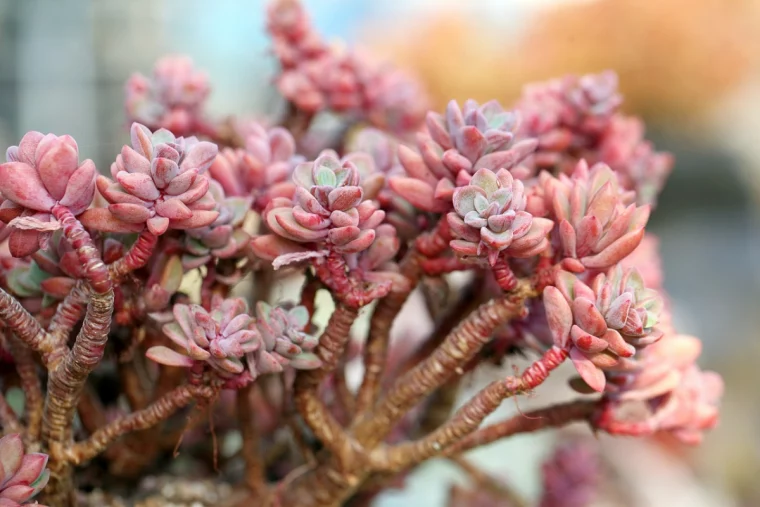 sukkulenten ueberwintern winterpflege rosa pflanze
