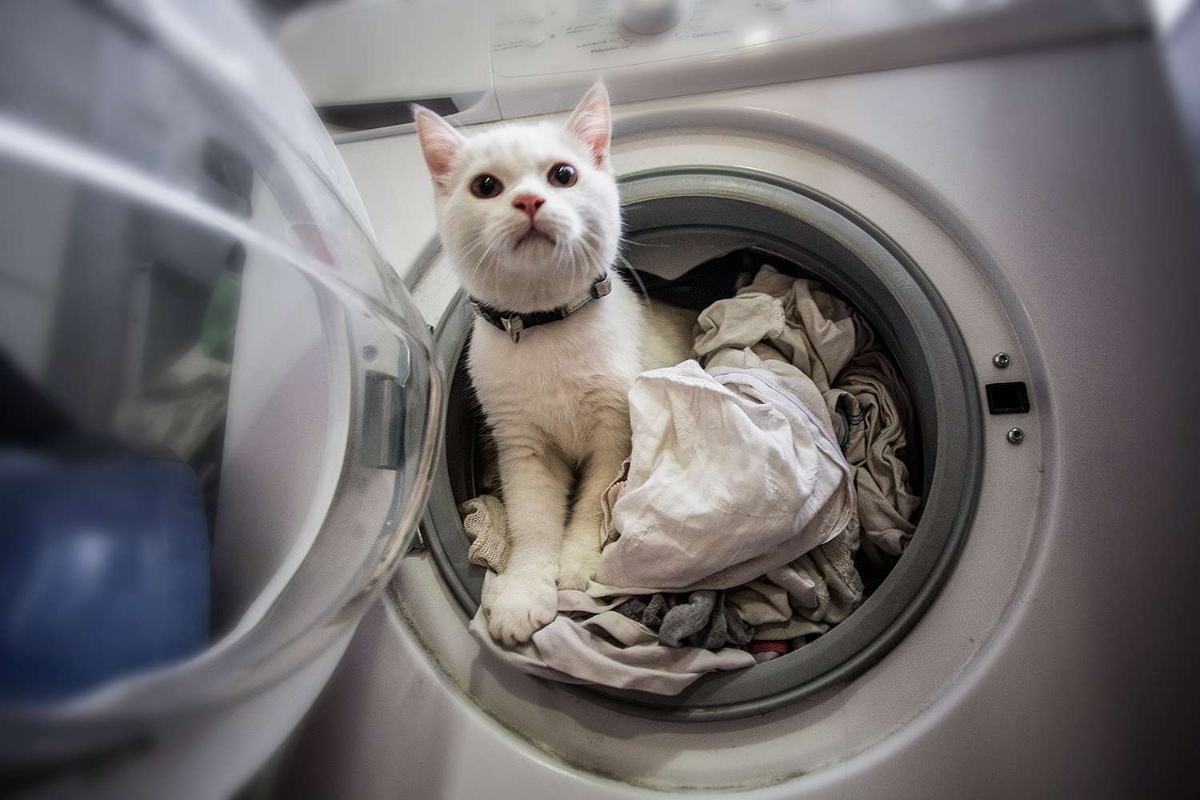 weiße katze schaut aus der waschmaschine