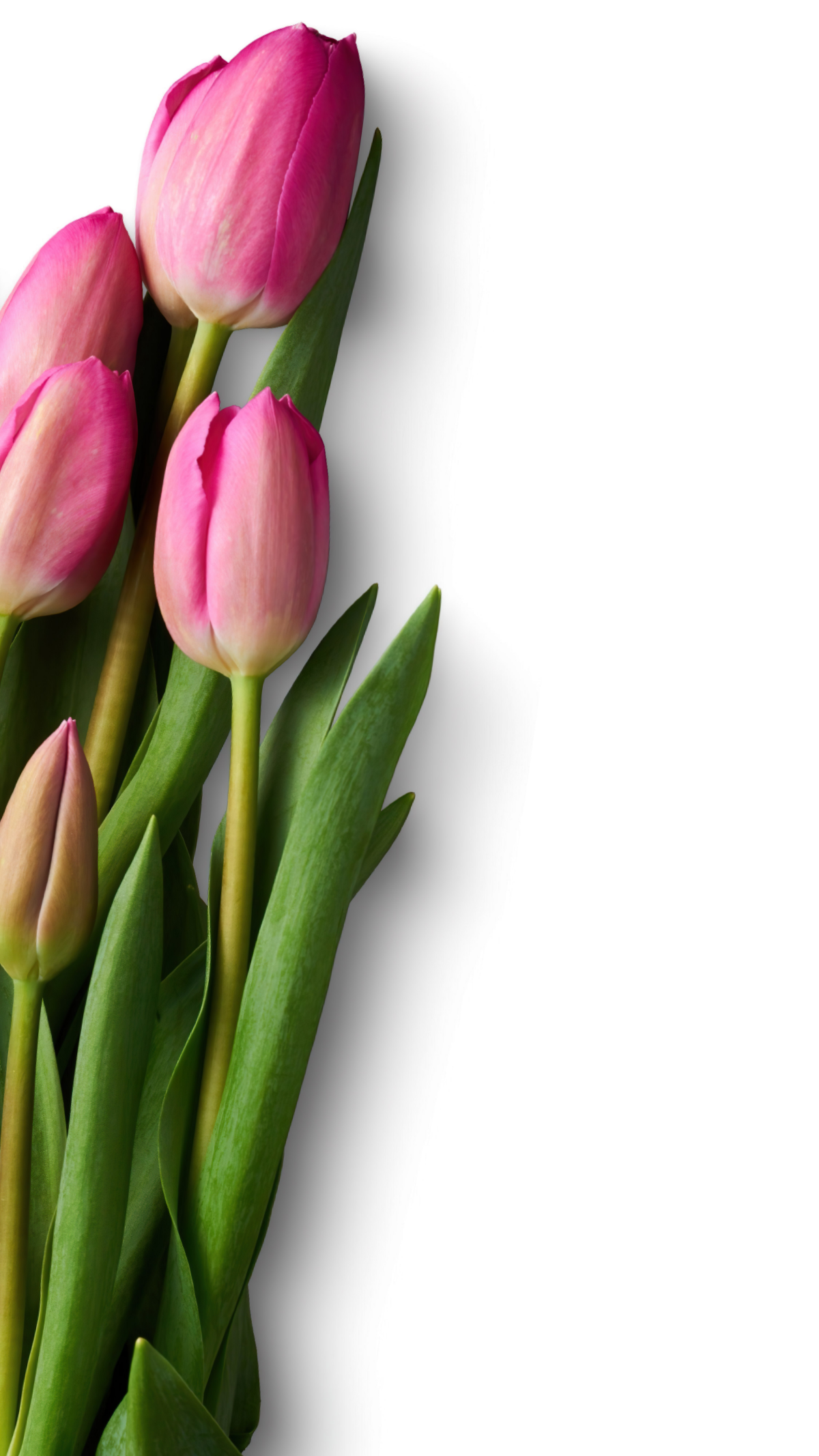 auswahl an duengemitteln fuer tulpen und narzissen