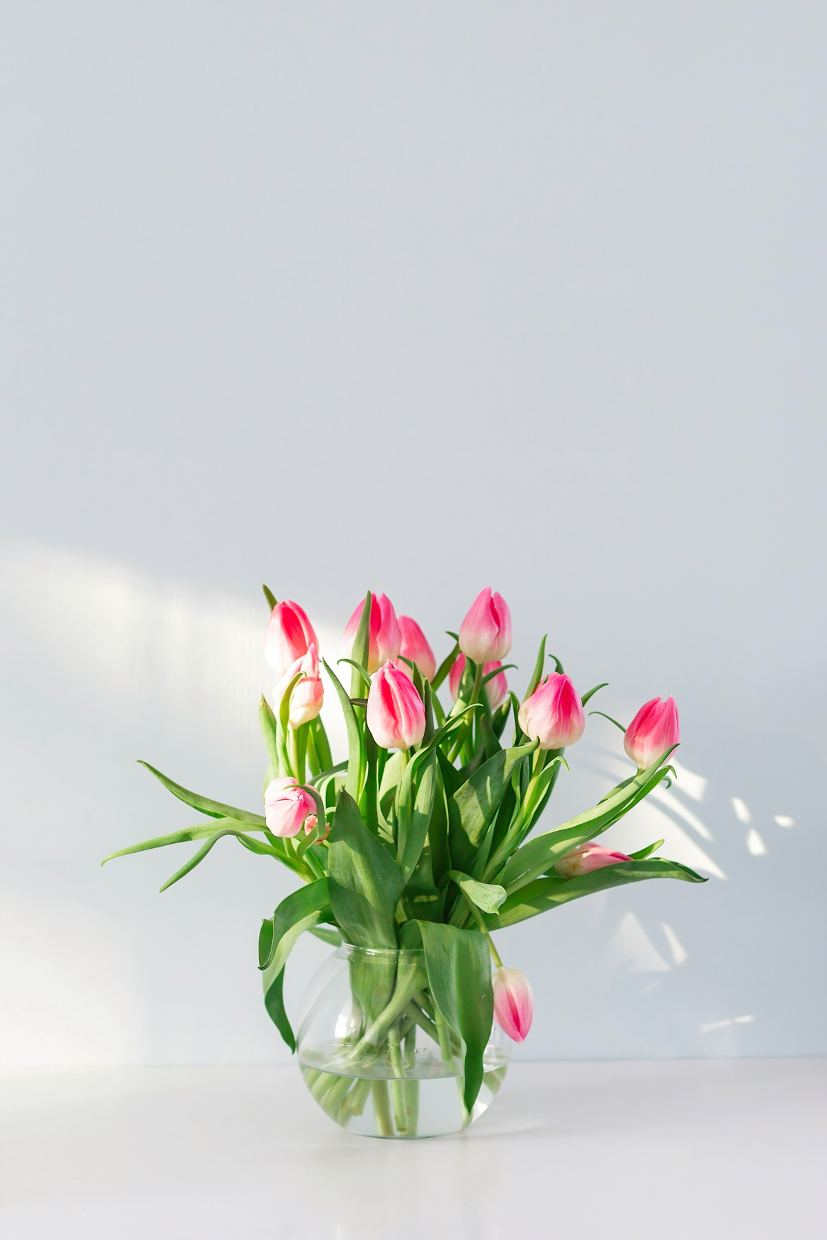 gartenschaufel neben frisch gepflanzten tulpen