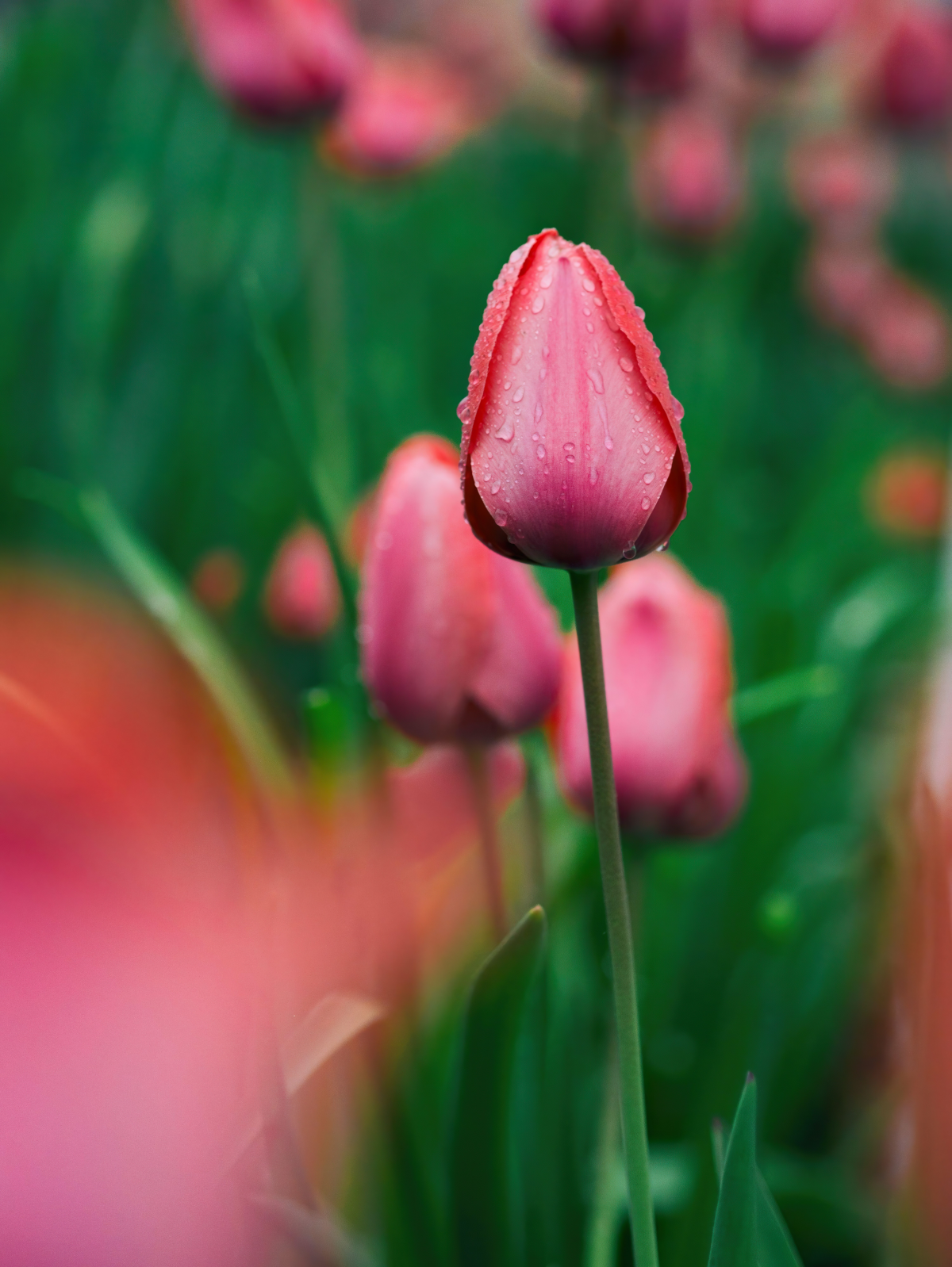 gartenweg umsaeumt von bluehenden tulpen in verschiedenen farben