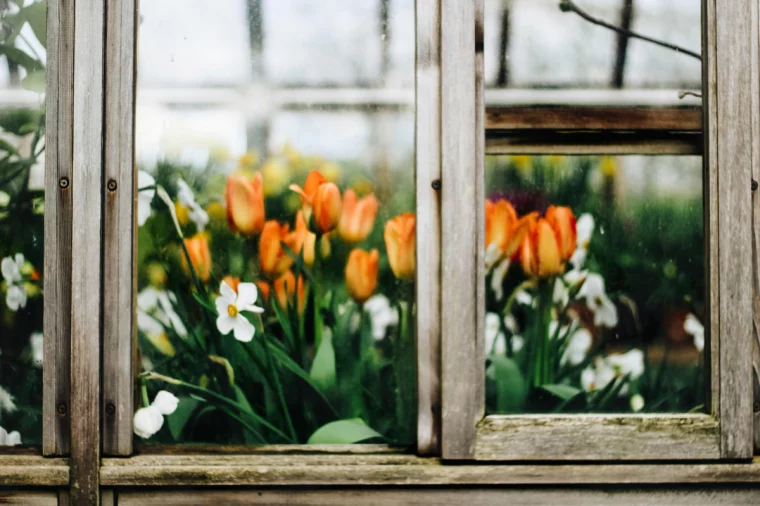 gelbe und rosa tulpen leuchten in der fruehlingssonne