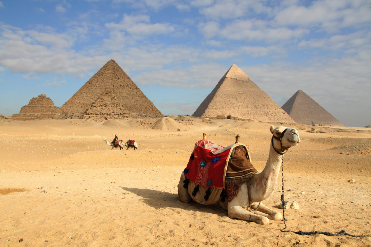 kamel vor den ägyptischen pyramiden