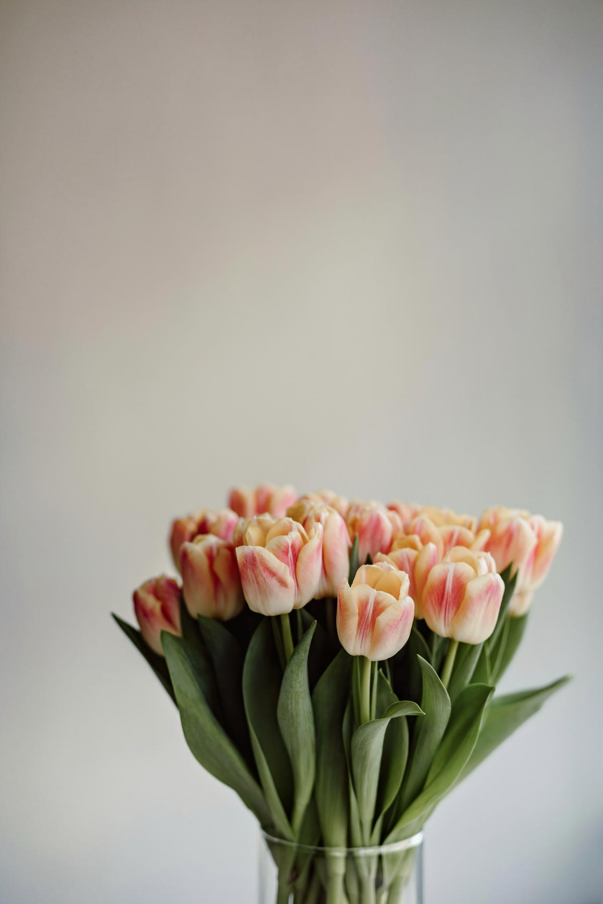 morgenbewaesserung von tulpen und narzissen